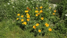 a bunch of yellow flowers are growing in a field