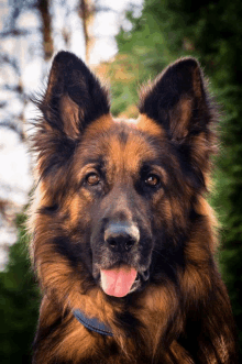 a close up of a german shepherd 's face with its tongue hanging out