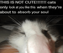 a picture of a cat with a caption that says " this is not cute !!! "