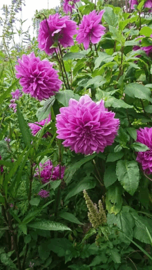 purple flowers are surrounded by green leaves