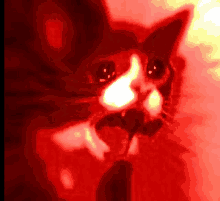 a close up of a cat with a red background