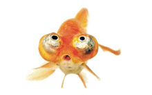 a close up of a fish with big eyes