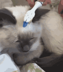 a person is brushing a cat 's teeth with a blue toothbrush