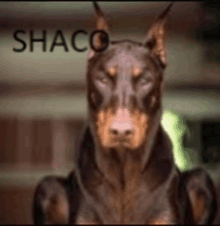 a blurred image of a dog with the name shaco written above it