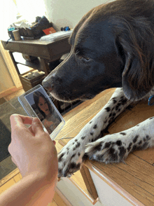 a dog looking at a picture of a woman on a phone