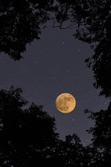 a full moon is visible through the branches of a tree