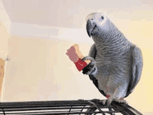 a gray parrot is sitting on top of a bird cage holding a stuffed animal .