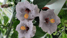 three purple flowers with yellow centers are surrounded by greenery