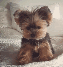 a small yorkshire terrier is laying on a bed with a pillow .