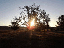 the sun shines through the branches of a tree in a field