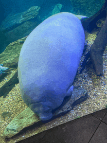 a manatee laying on a rock in a tank