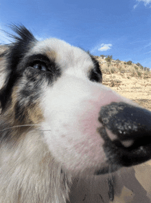 a close up of a dog 's nose with a blue sky behind it