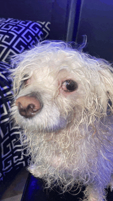 a close up of a dog 's face with a black and white pillow behind it