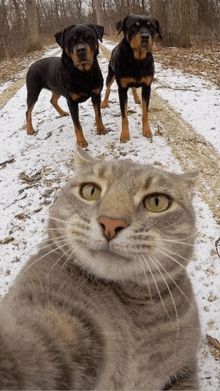 a cat and two dogs standing next to each other on a snowy road