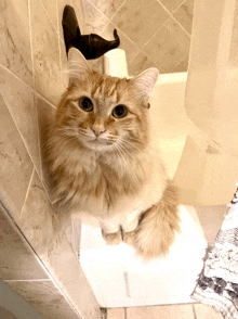 a fluffy orange and white cat sitting on top of a toilet