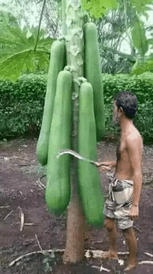 a man is standing in front of a papaya tree with a knife in his hand .