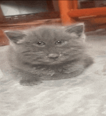 a small gray kitten is sitting on a carpet and looking at the camera .