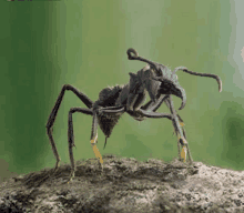 a black ant is standing on a rock