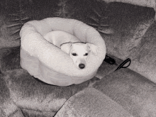 a small white dog is laying in a white dog bed on a grey couch