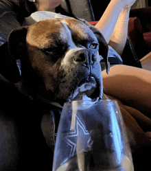 a boxer dog sitting next to a wine glass with a star on it