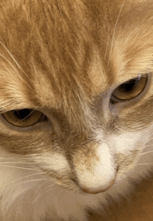 a close up of a cat 's face with a tear coming out of its nose