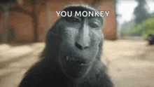 a close up of a monkey 's face with the words `` you monkey '' written above it .