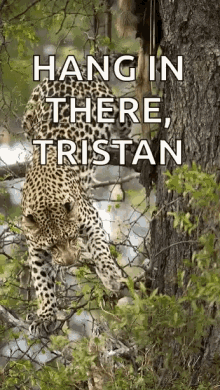 a leopard is hanging from a tree branch with the words " hang in there tristan " below it