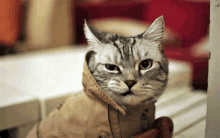 a cat wearing a jacket with a hood on its head is sitting on a bench .