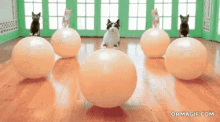 a group of cats are riding on top of exercise balls .