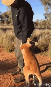 a video of a kangaroo standing on its hind legs being held by a man with the words viralhog on the bottom