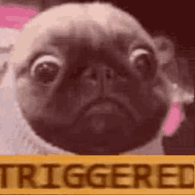 a pug dog is sitting next to a sign that says `` triggered '' .