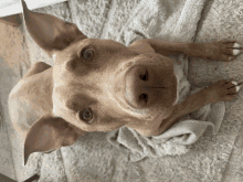 a brown dog is laying on a blanket and looking at the camera