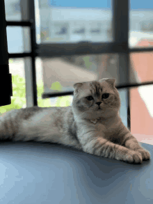 a cat is laying on a table with a window in the background