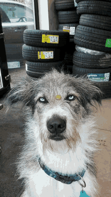 a dog with blue eyes is sitting in front of a stack of tires with a yellow label that says continental