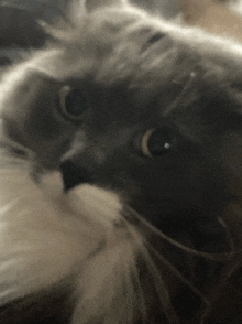 a close up of a cat 's face with a black nose