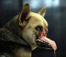 a close up of a dog 's face with its tongue sticking out