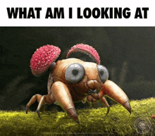 a picture of a crab with the words " what am i looking at " above it