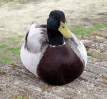 a black and white duck with a yellow beak is sitting on a rock