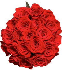 a bunch of red roses against a white backdrop