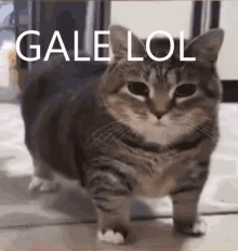 a fat cat is walking on the floor with the words `` gale lol '' written on it .