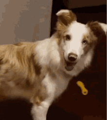 a brown and white dog is sitting on a couch with its mouth open and looking at the camera .