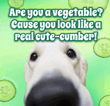 a picture of a dog with the words are you a vegetable cause you look like a real cute cumber