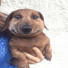 a person is holding a dachshund with a beehive face