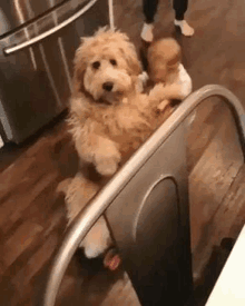 a dog is sitting on a chair in a kitchen next to a person .