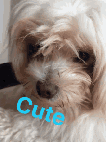 a close up of a dog 's face with the word cute written on it