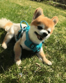 a small brown and white dog wearing a blue harness is laying on the grass .