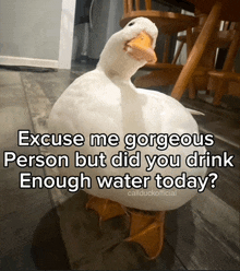 a white duck with a caption that says excuse me gorgeous person but did you drink enough water today ?