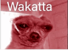 a picture of a small dog with the name wakatta on it