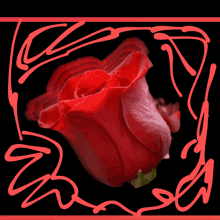 a red rose is surrounded by a red frame