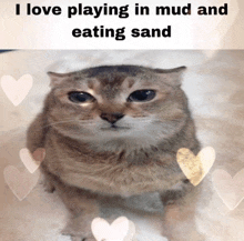 a picture of a cat with the words " i love playing in mud and eating sand " above it